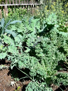 Heirloom Kale